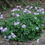 Wild, Geranium Seeds thumbnail number null