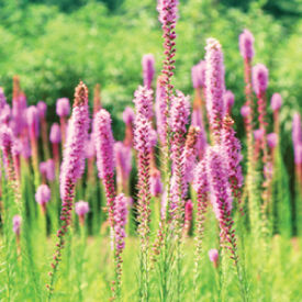 Prairie Blazing Star, Liatris Seeds