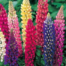 Russel Mix, Lupine Seeds
